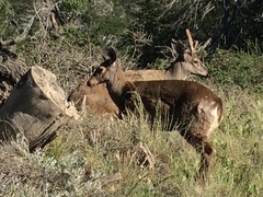 Hippocamelus bisulcus