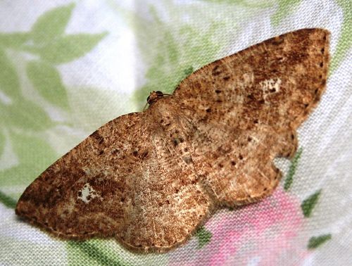 Pale Homochlodes Moth