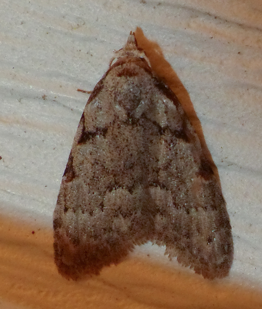 Three-spotted Nola Moth