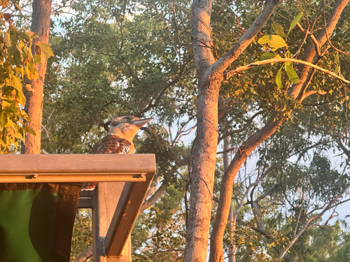 Blue-winged Kookaburra