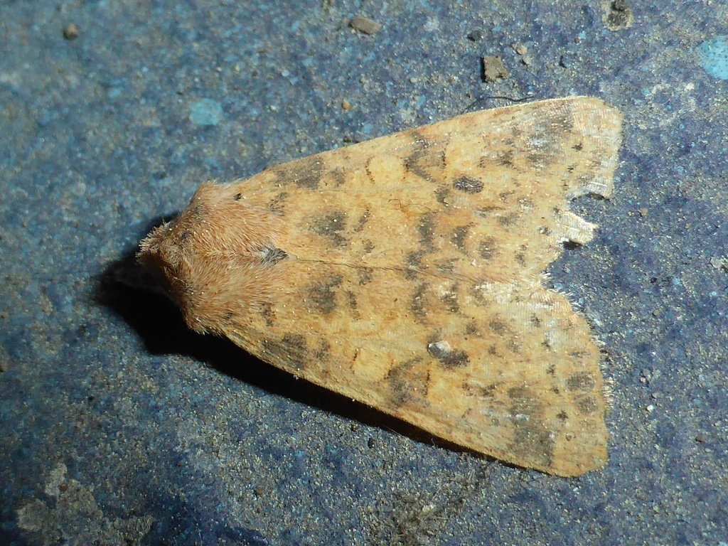 dusky-lemon sallow