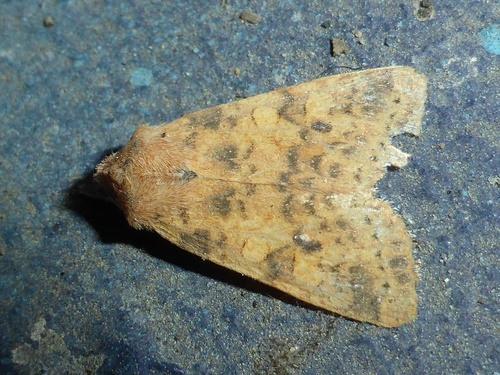 dusky-lemon sallow