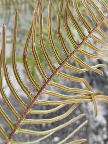 Pteris longifolia observed 2026-06-23