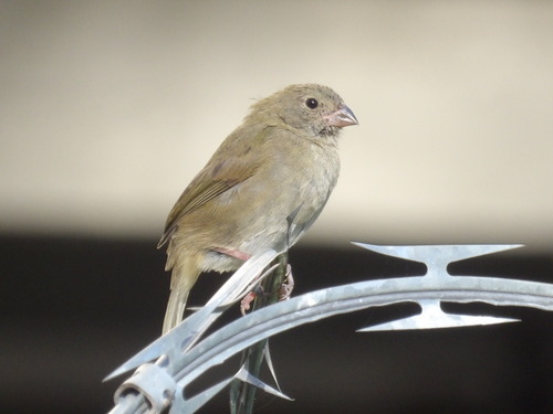 Black-faced Grassquit