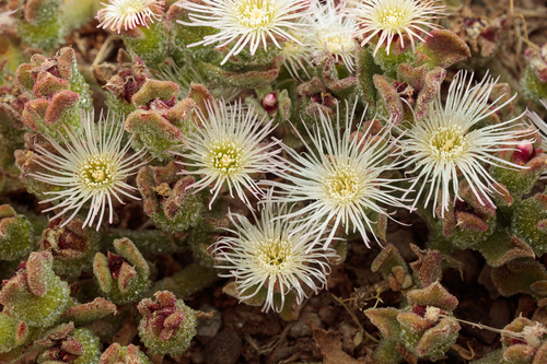 Crystalline ice plant
