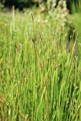 Eleocharis macrostachya