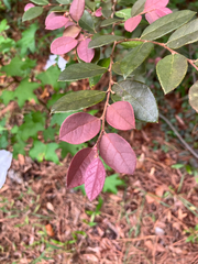 Loropetalum chinense, photograph (c) Cedar Wood, some rights reserved (CC BY)