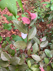 Loropetalum chinense, photograph (c) Cedar Wood, some rights reserved (CC BY)