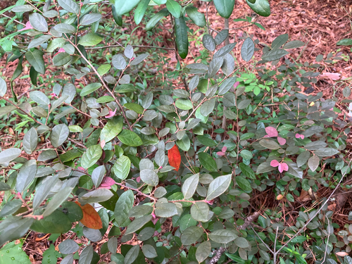 Loropetalum chinense, photograph 4