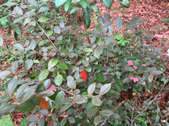 Loropetalum chinense, photograph (c) Cedar Wood, some rights reserved (CC BY)