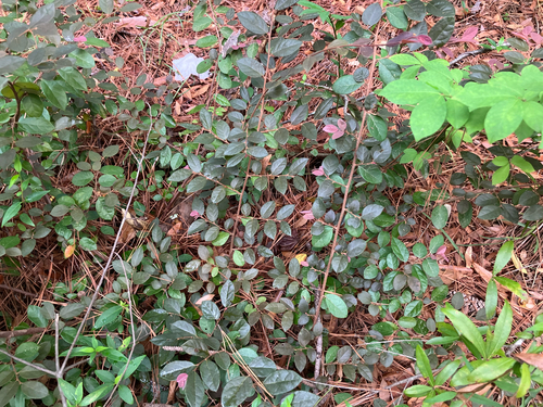 Loropetalum chinense, photograph 5