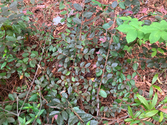 Loropetalum chinense, photograph (c) Cedar Wood, some rights reserved (CC BY)