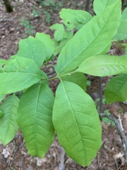 Oxydendrum