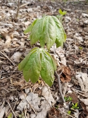 Podophyllum peltatum