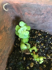 Sedum spathulifolium