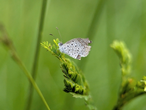 Cyna Blue