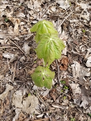 Podophyllum peltatum