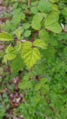 Rubus phoenicolasius