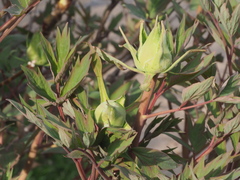 Paeonia × suffruticosa