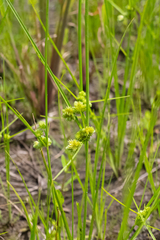 Cyperus acuminatus, photograph (c) Nathan Aaron, some rights reserved (CC BY)