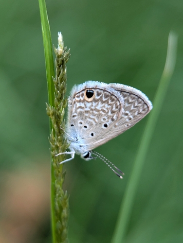 Hanno Blue