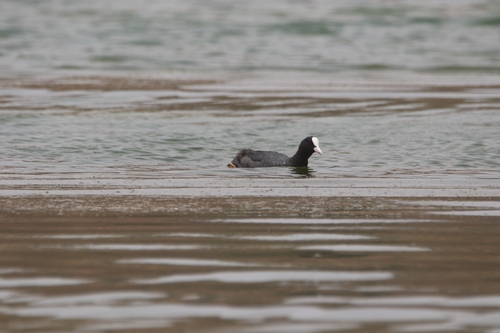 Eurasian Coot