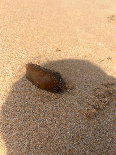 Dolabella auricularia observed 2026-06-23