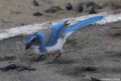 Aphelocoma californica