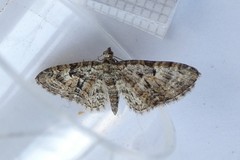 Eupithecia dodoneata