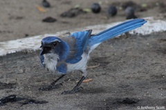 Aphelocoma californica