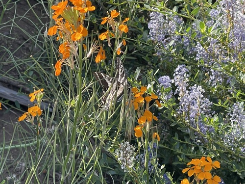 iNaturalist observation photo of Pale Swallowtail