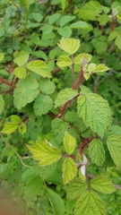 Rubus phoenicolasius
