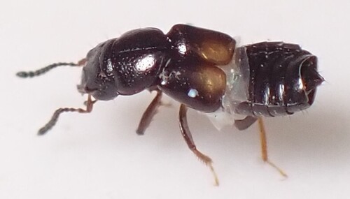 Rove beetle
