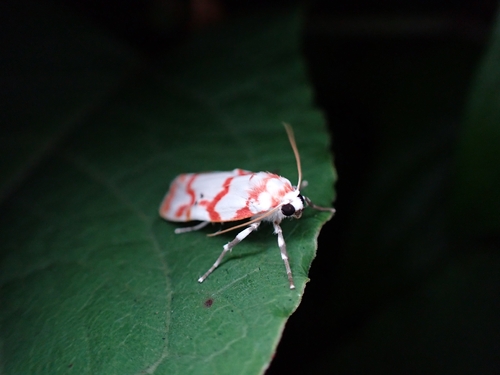 Cyana hamata hamata