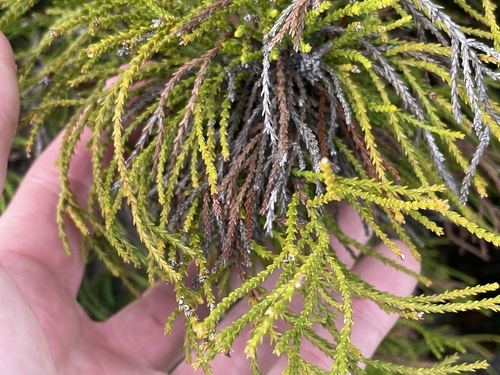 Actinostrobus acuminatus, 2026-06-22