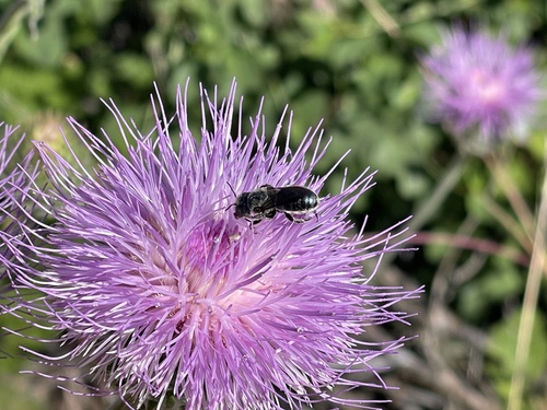 iNaturalist observation photo of Mason, Leafcutter, Carder, and Resin Bees