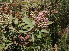 Pluchea carolinensis