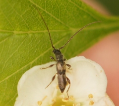 Molorchus bimaculatus