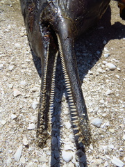 Pontoporia blainvillei