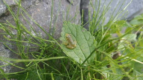 Japanese Tree Frog