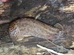 Limax veronensis