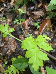 author not stated, no rights reserved Hydrophyllum macrophyllum, photograph author not stated, no rights reserved