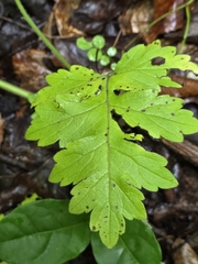 author not stated, no rights reserved Hydrophyllum macrophyllum, photograph author not stated, no rights reserved