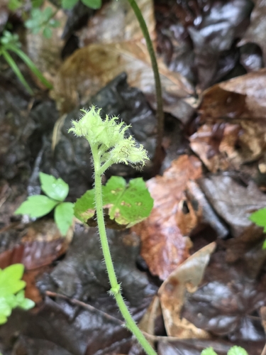 Hydrophyllum macrophyllum, photograph 4