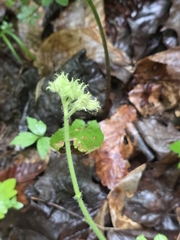 author not stated, no rights reserved Hydrophyllum macrophyllum, photograph author not stated, no rights reserved