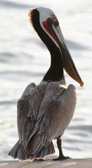 Pelecanus occidentalis