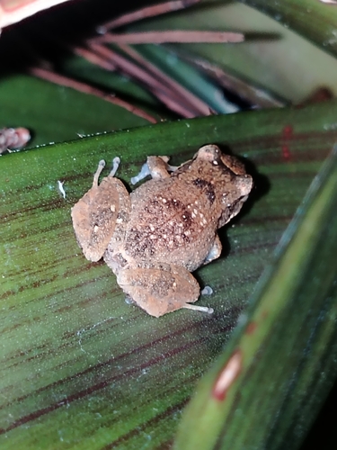 Lesser Antillean whistling frog