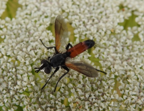 Cylindromyia brassicaria
