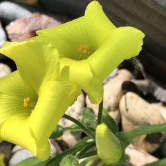 Oxalis pes-caprae