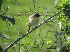 Polystictus pectoralis